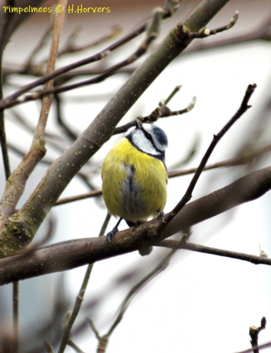 Pimpelmeesje - Vogels - Pimpelmeesje