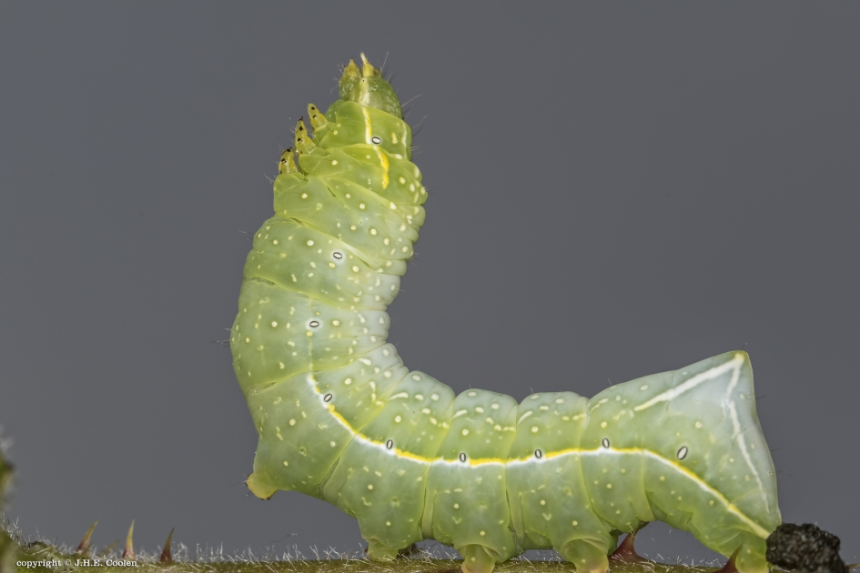 Piramidevlinder (Amphipyra pyramidea), rups - Geleedpotigen - Piramidevlinder, rups
