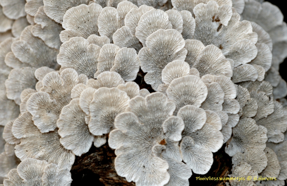 Plooivlieszwammetjes-onderzijde - Schimmels - Plooivlieszwammetjes