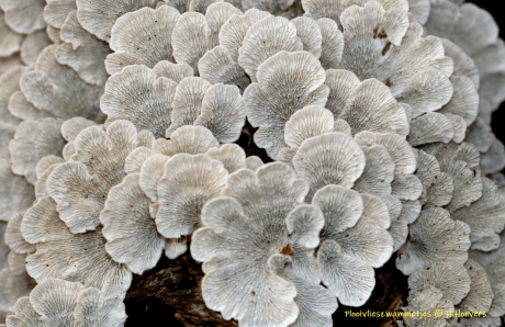 Plooivlieszwammetjes-onderzijde