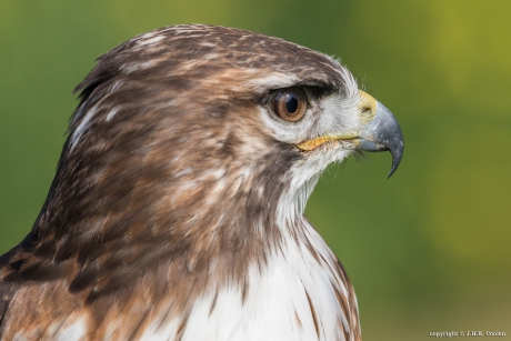 Portret van een.....