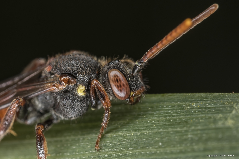 Portret van een..... - Geleedpotigen - Geelschouderwespbij