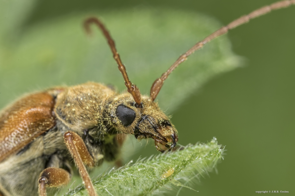 Portret van een..... - Geleedpotigen - Eikenbloesemboktor