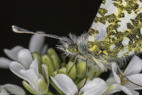 Portret van een.....