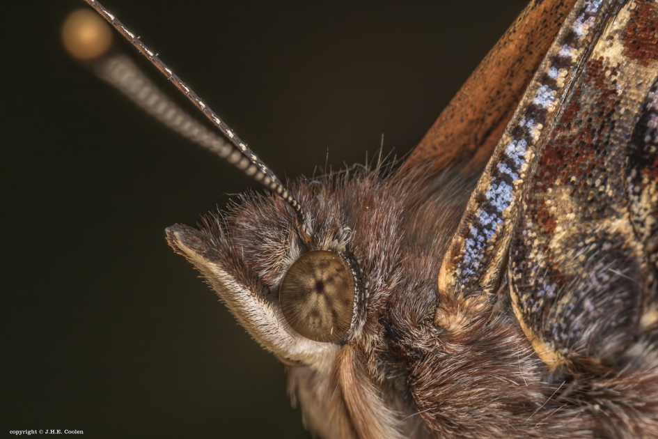 Portret van een..... - Geleedpotigen - Atalanta of admiraalvlinder