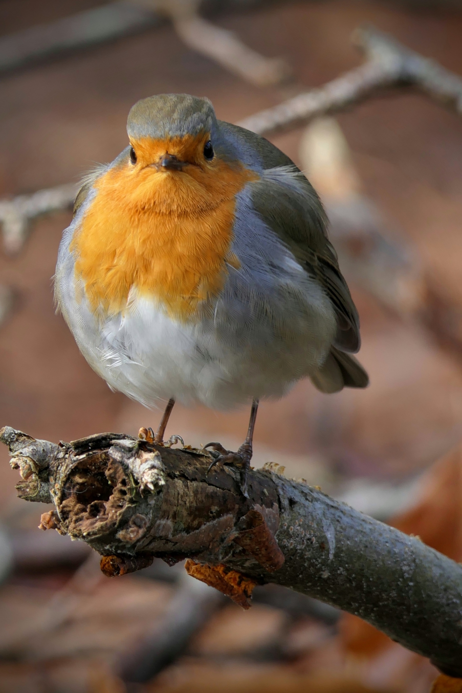Poseren met de nieuwe winterjas. - Vogels - Roodborst