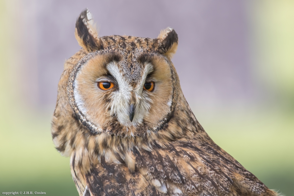 Ransuil (Asio otus) - Vogels - Ransuil