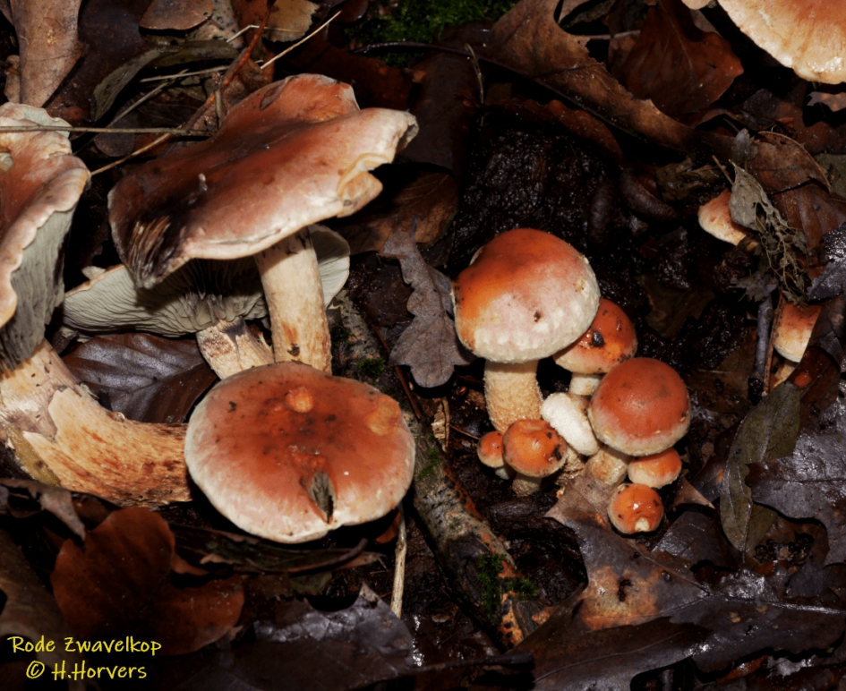 Rode Zwavelkoppen - Schimmels - Rode Zwavelkoppen