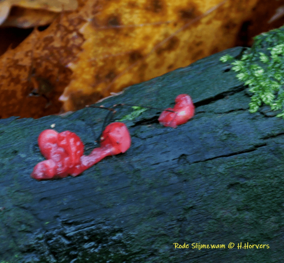 Rood slijmzwammetje - Schimmels - Rood slijmzwammetje