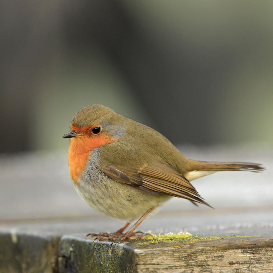 Roodborst - Vogels - Roodborst