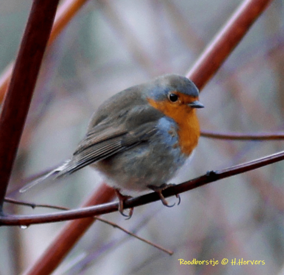 Roodborstje.2 - Vogels - Roodborstje