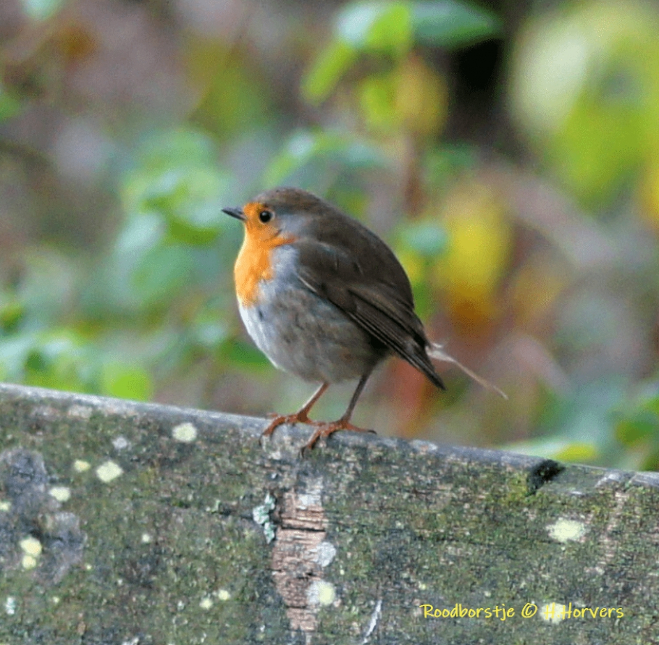 Roodborstje - Vogels - Roodborstje