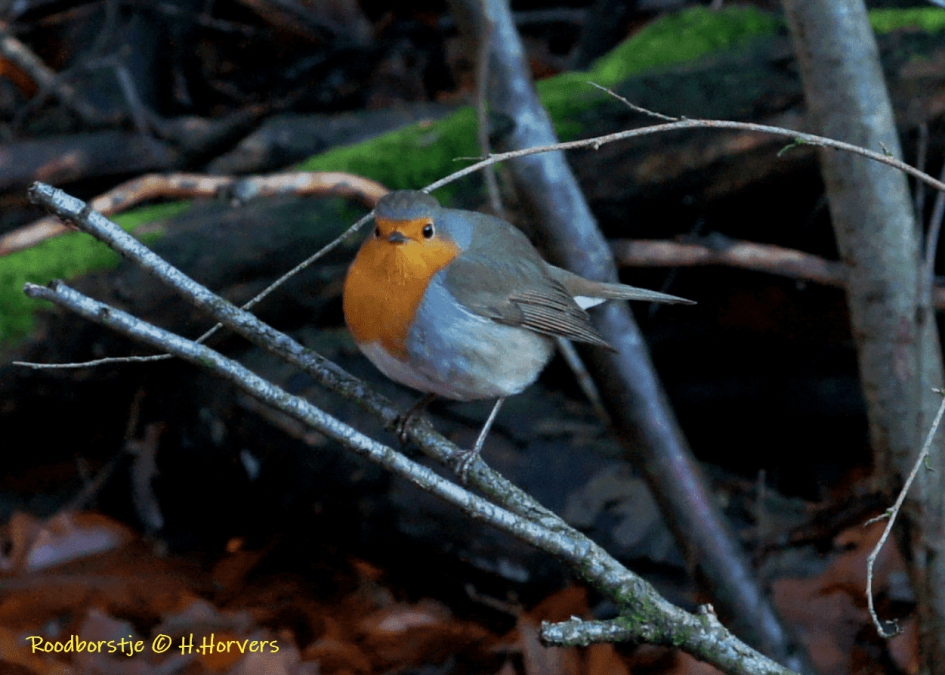 Roodborstje - Vogels - Roodborstje