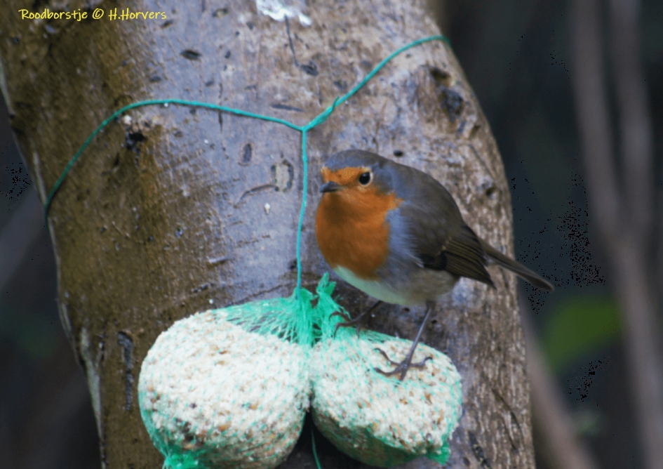 Roodborstje - Vogels - Roodborstje