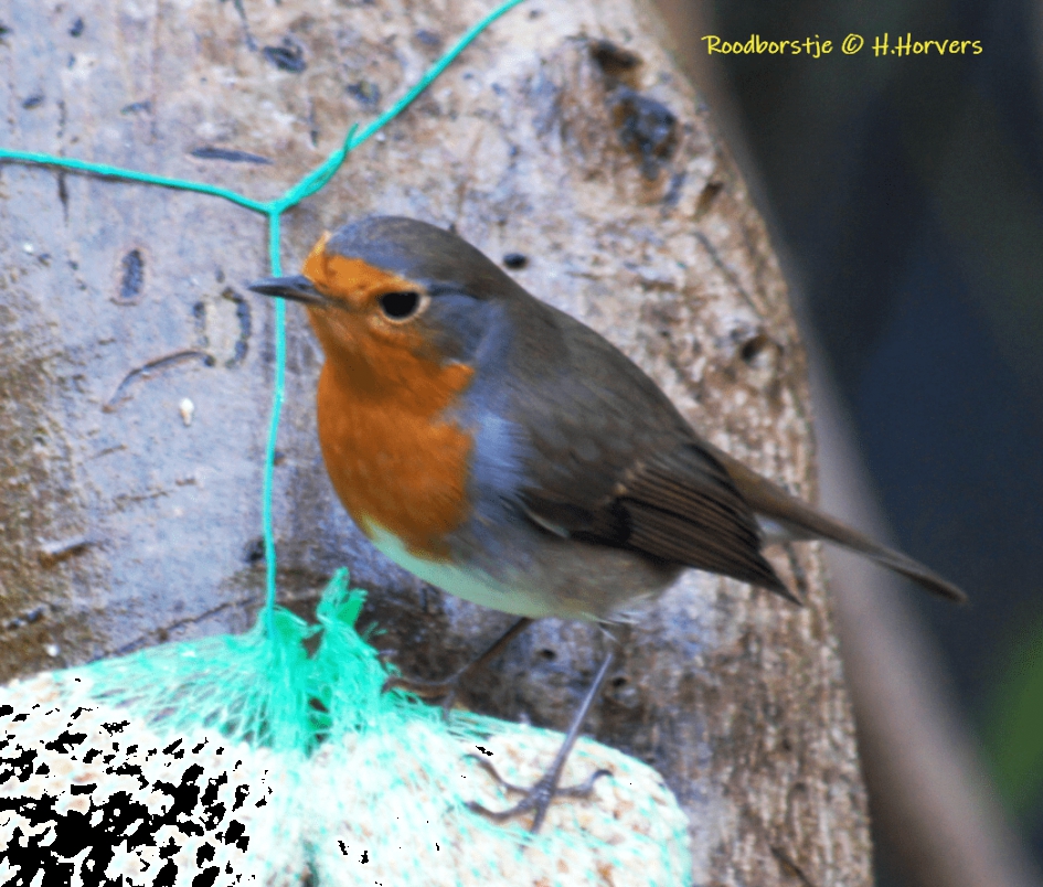 Roodborstje - Vogels - Roodborstje