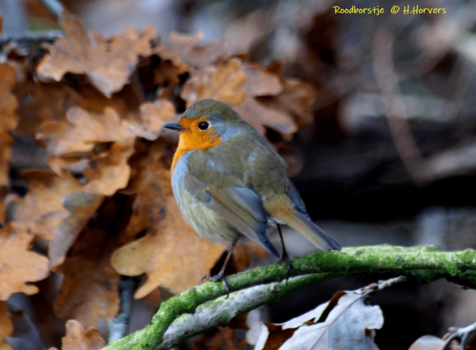 Roodborstje - Vogels - Roodborstje