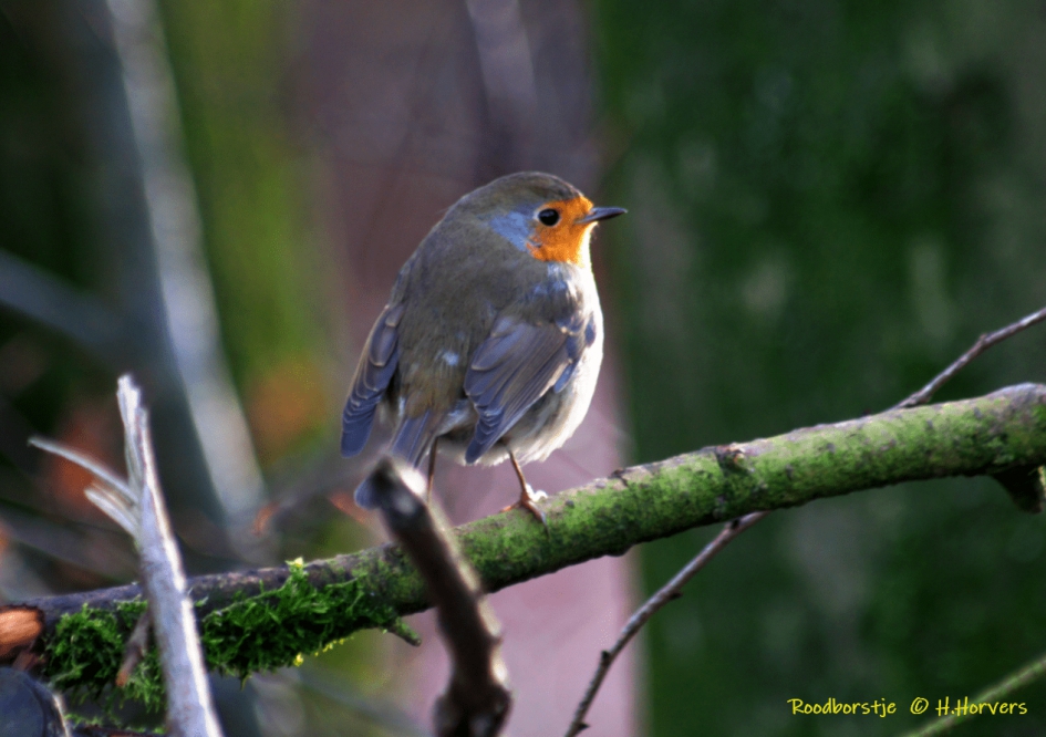 Roodborstje - Vogels - Roodborstje