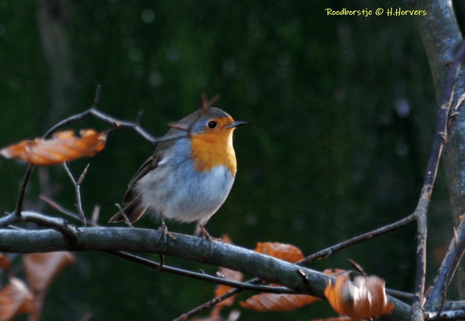 Roodborstje - Vogels - Roodborstje
