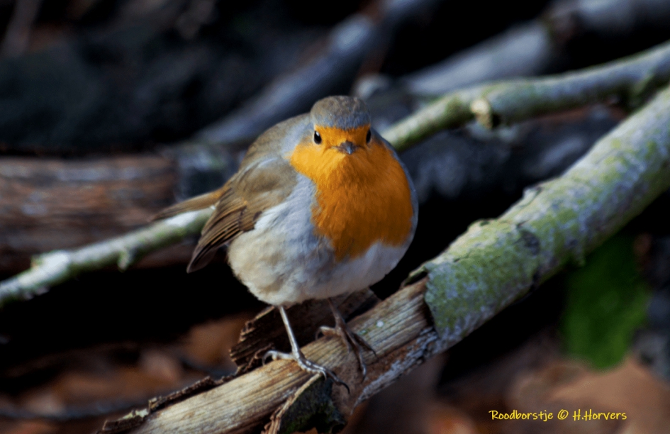 Roodborstje - Vogels - Roodborstje