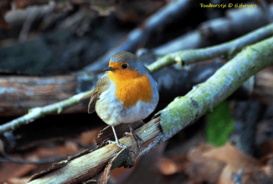 Roodborstje - Vogels - Roodborstje