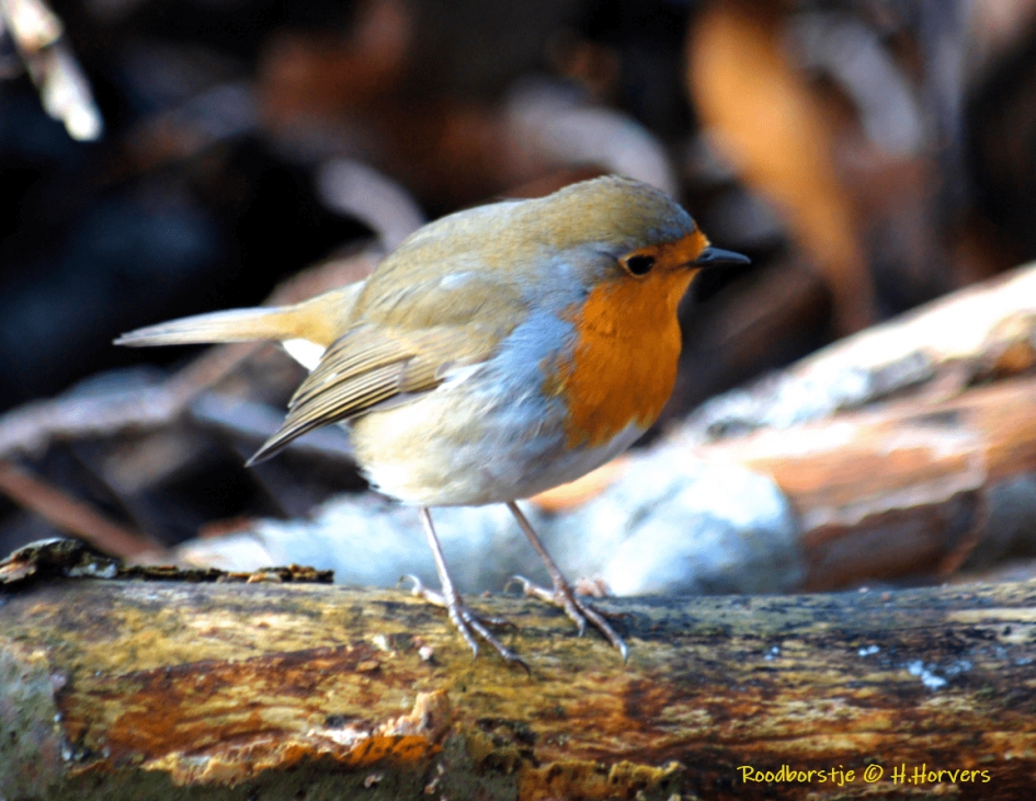 Roodborstje - Vogels - Roodborstje