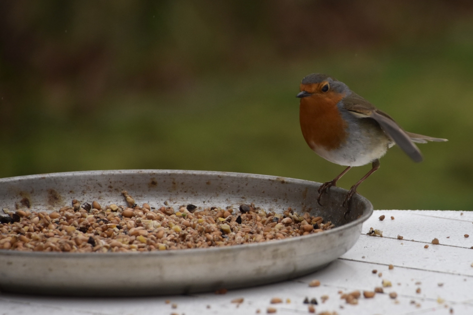 Roodborstje - Vogels - 