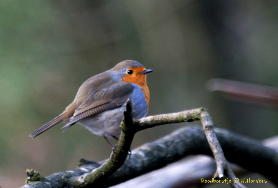 Roodborstje - Vogels - Roodborstje
