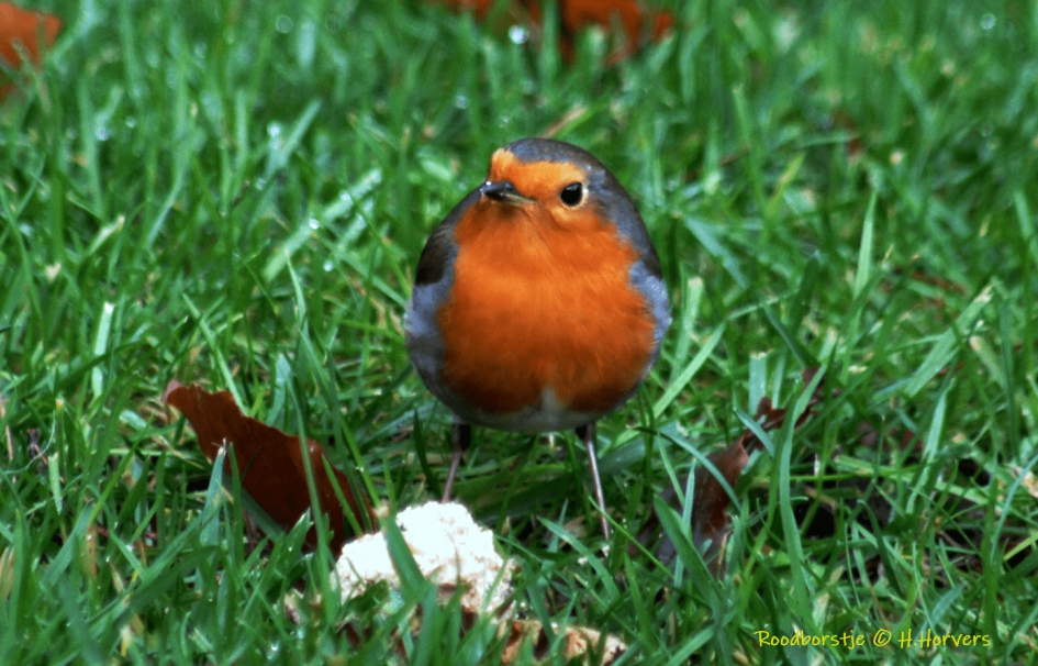 Roodborstje - Vogels - Roodborstje