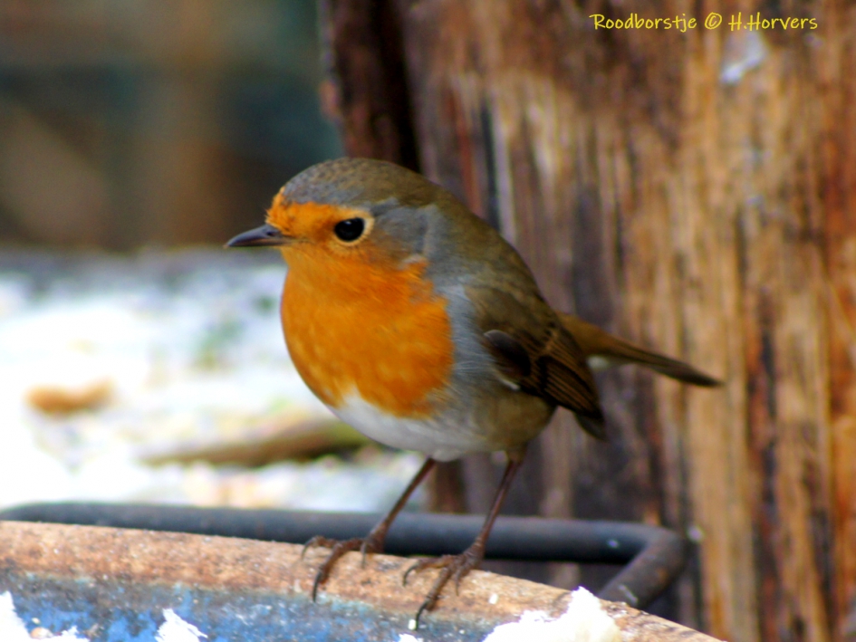 Roodborstje - Vogels - Roodborstje