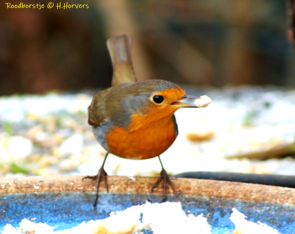 Roodborstje - Vogels - Roodborstje