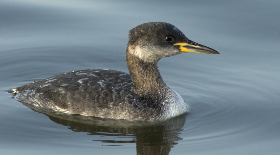 Roodhalsfuut - Vogels - Roodhalsfuut