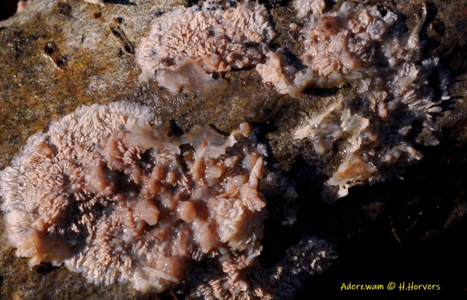 Rose Aderzwam ? - Schimmels - Aderzwam