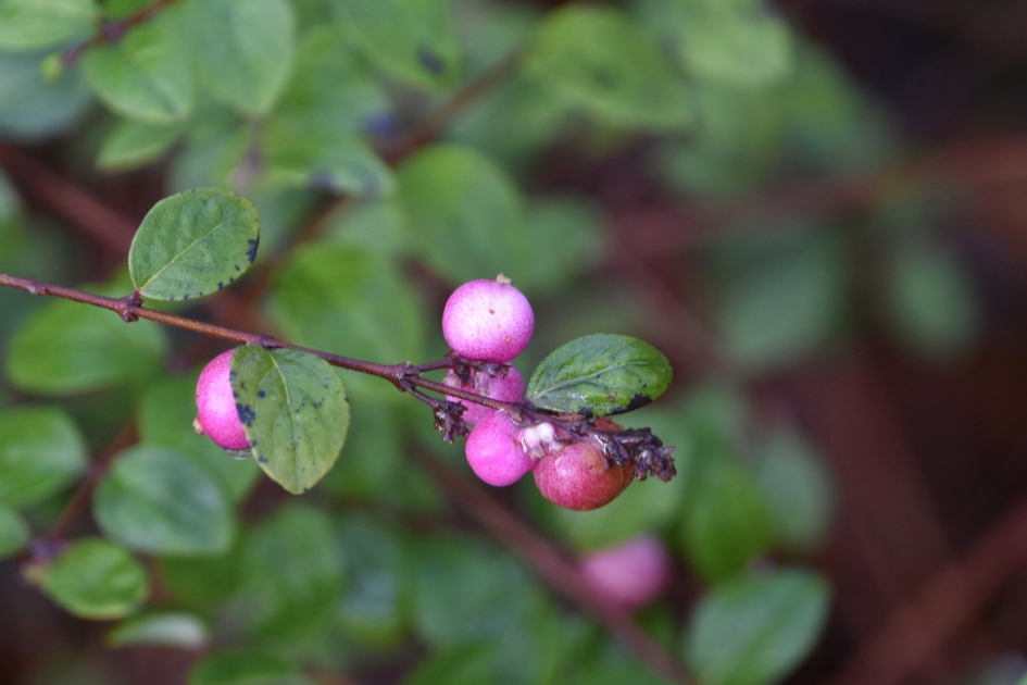 Roze besjes - Planten - 