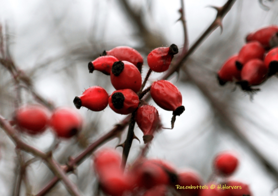 Rozebottels - Planten - Rozebottels