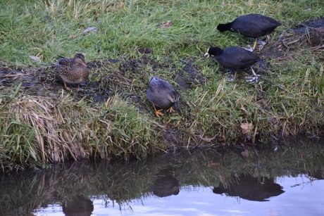 Samen op de kant, toch maar in het water....