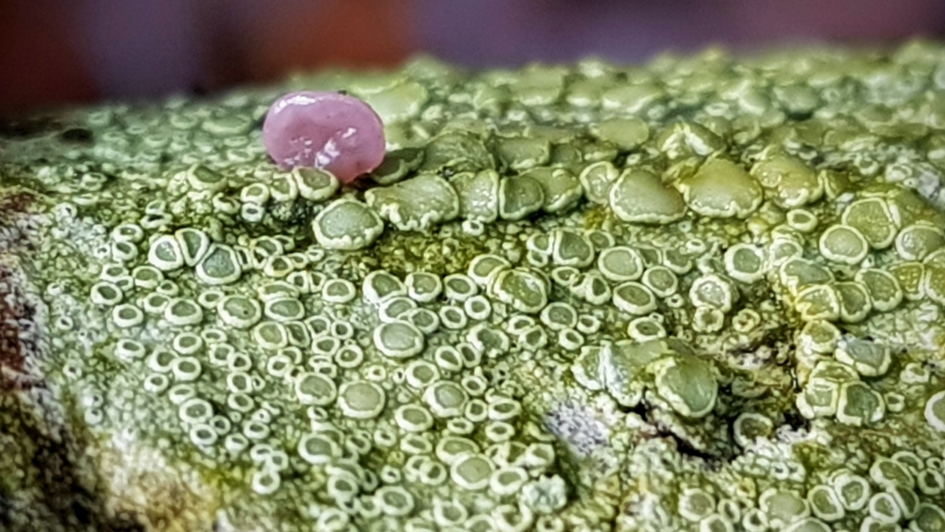 "Schoteltjes" - Schimmels - Schotelkorst