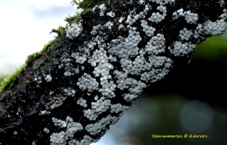 Slijmzwammetjes