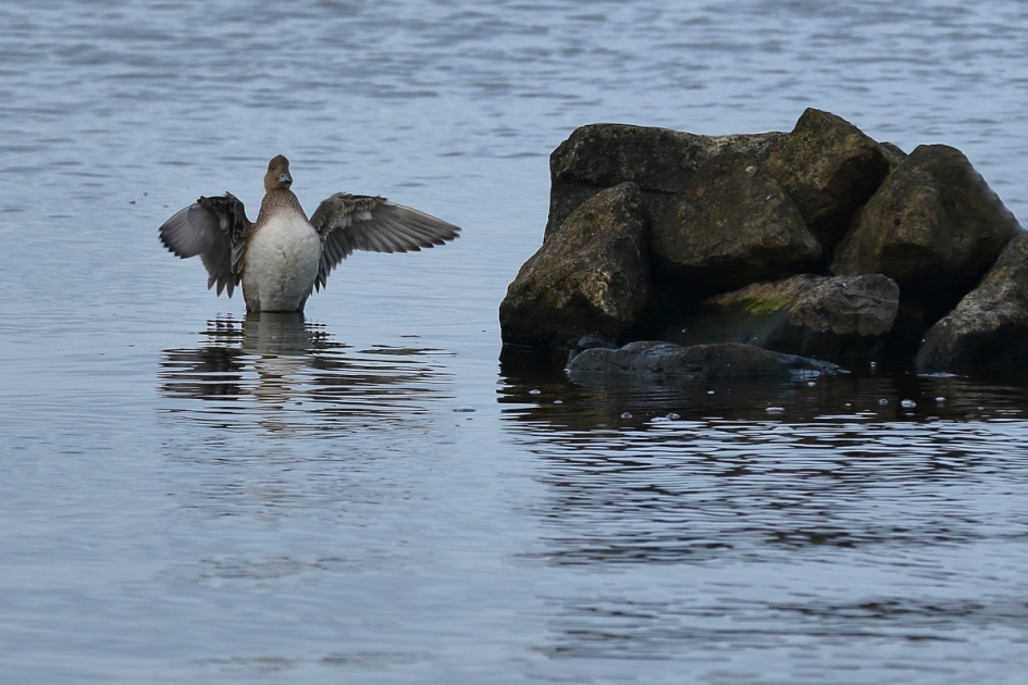 smient -v- - Vogels - smient
