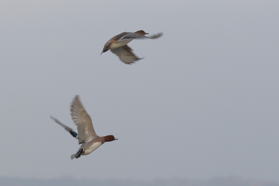 smient M+V - Vogels - smient