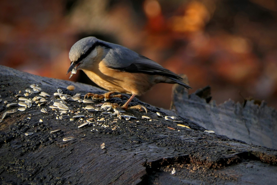 Smikkelen in de zon. - Vogels - Boomklever