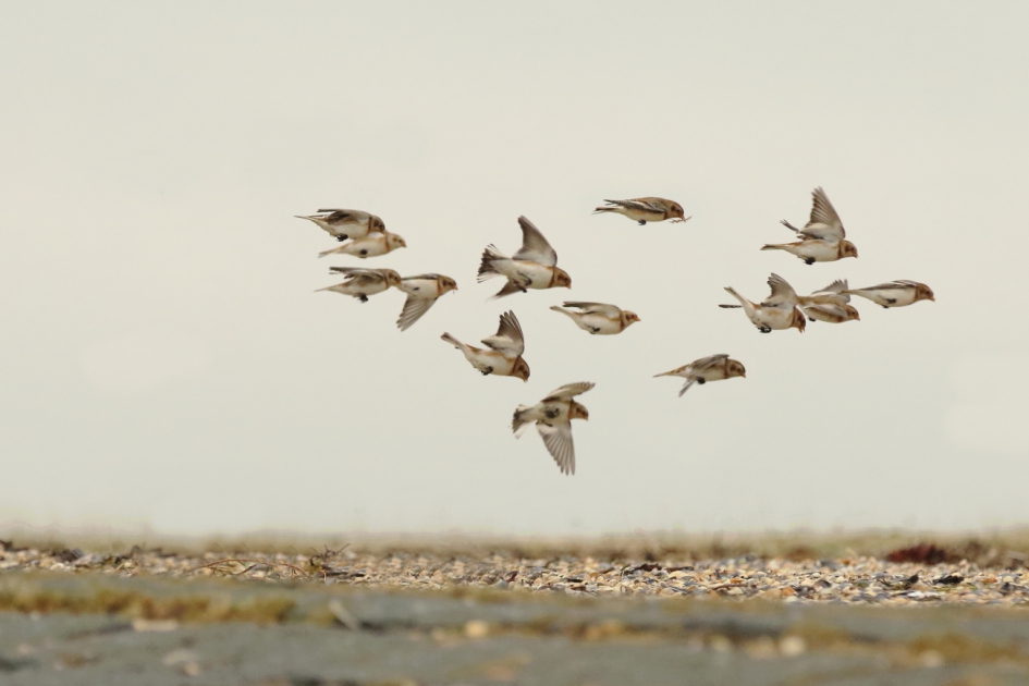 sneeuwgors - Vogels - sneeuwgors