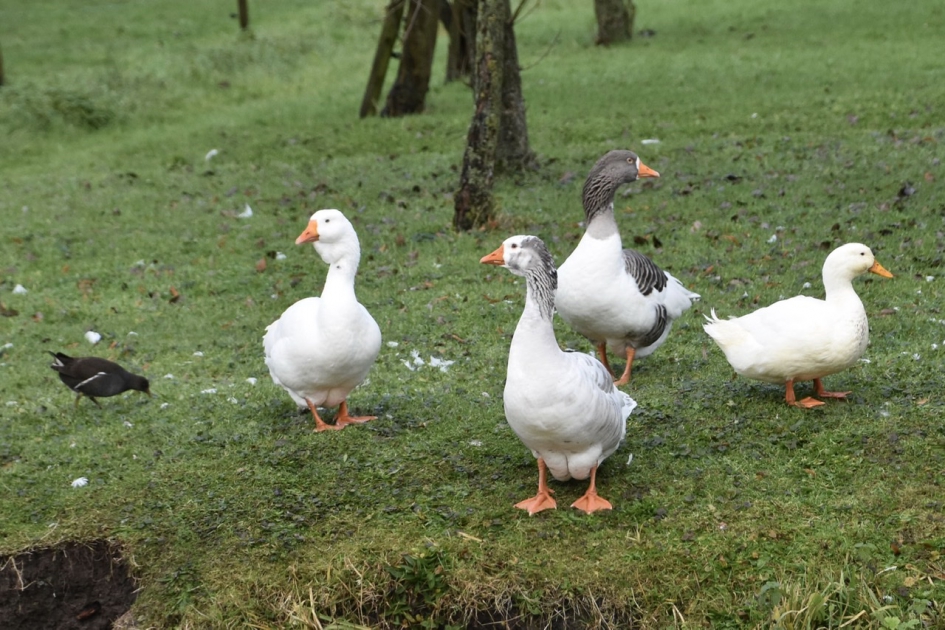 Soepganzen - Vogels - 