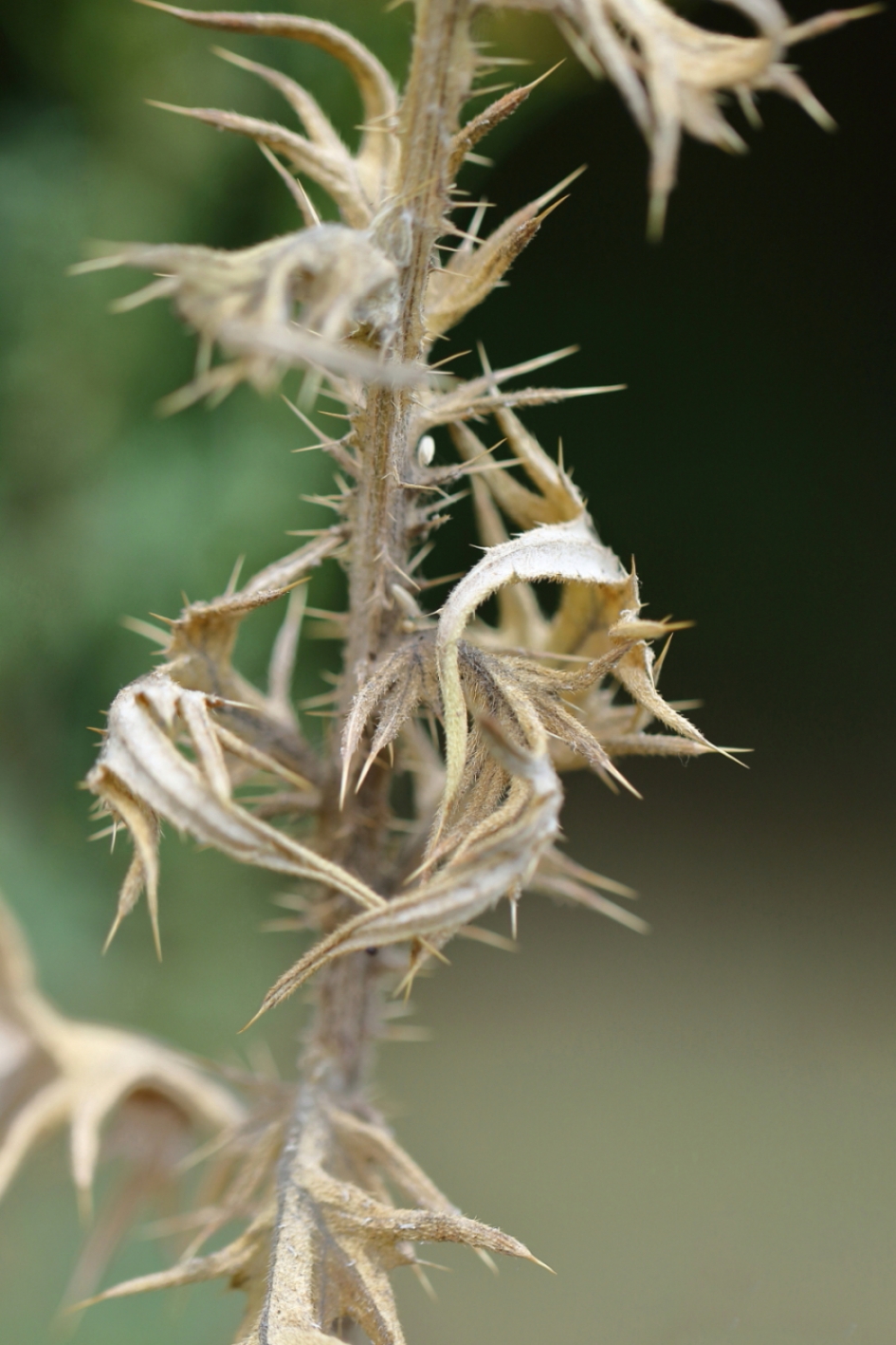 speerdistel - Planten - speerdistel