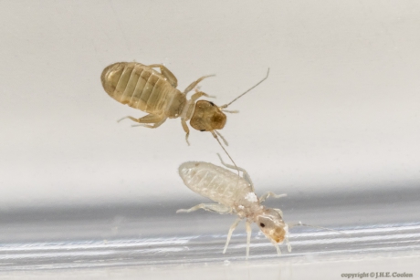 Stofluizen (Orde Psocoptera)