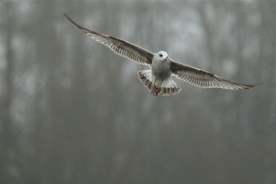 stormmeeuw - Vogels - stormmeeuw