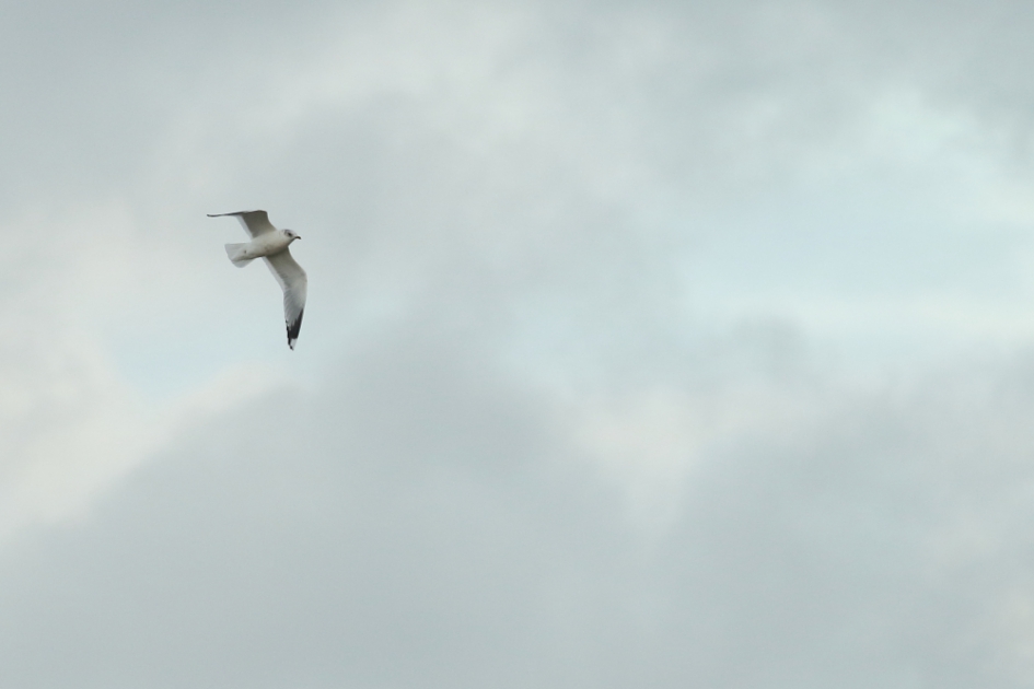 stormmeeuw - Vogels - stormmeeuw