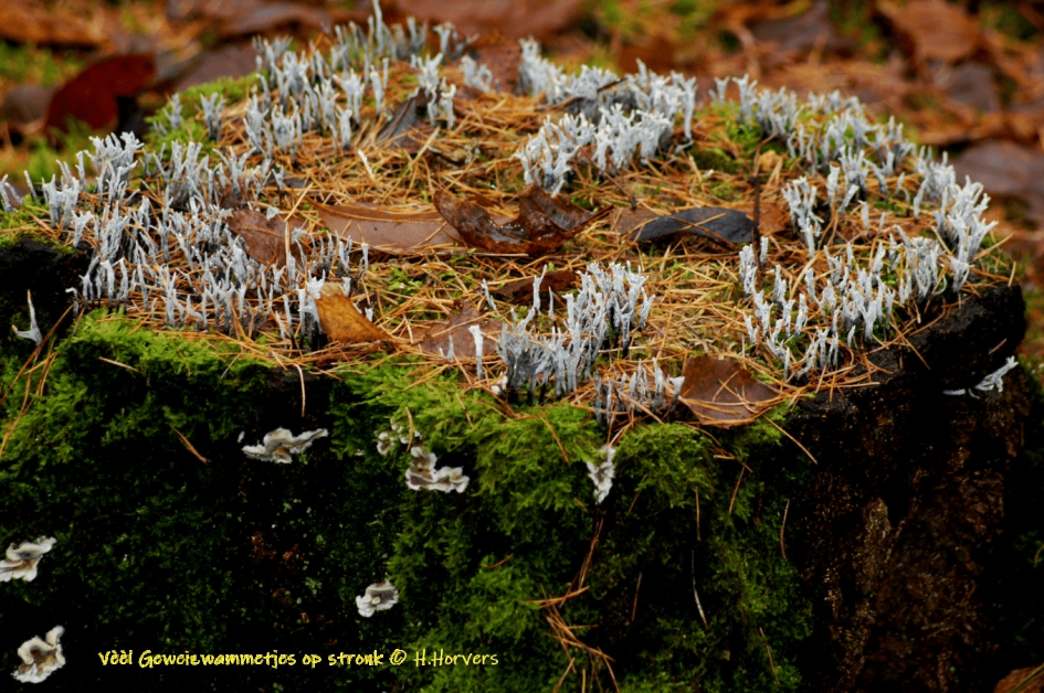 Stronk met veel Geweizwammetjes - Schimmels - Stronk met veel Geweizwammetjes
