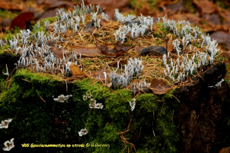 Stronk met veel Geweizwammetjes