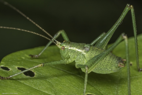 Struiksprinkhaan (Leptophyes punctatissima)