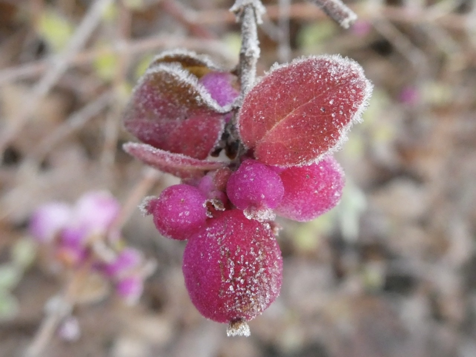 Suikerrandjes - Planten - 
